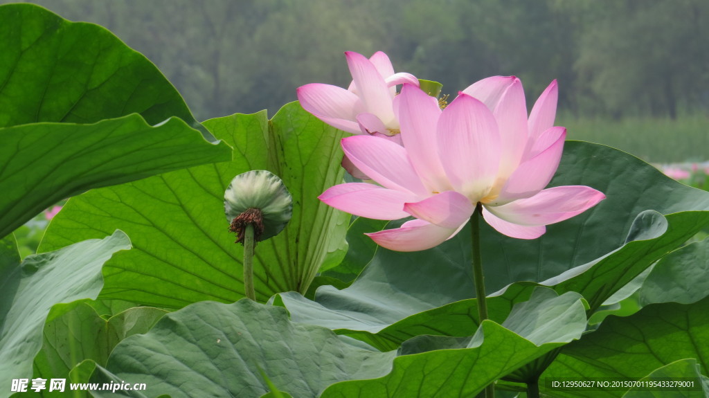 荷花