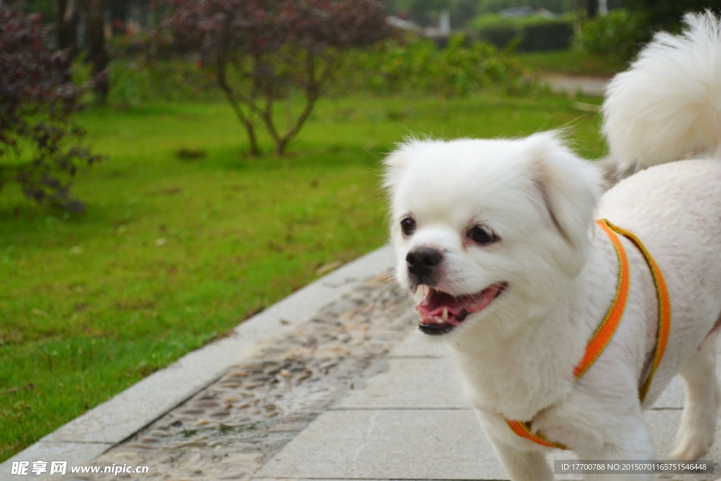 狗