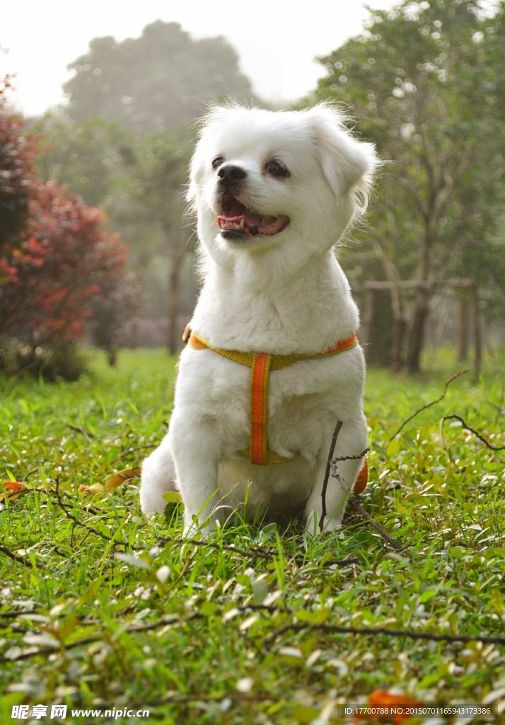 狗