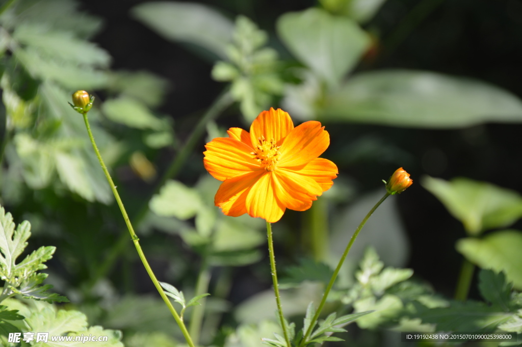 金鸡菊