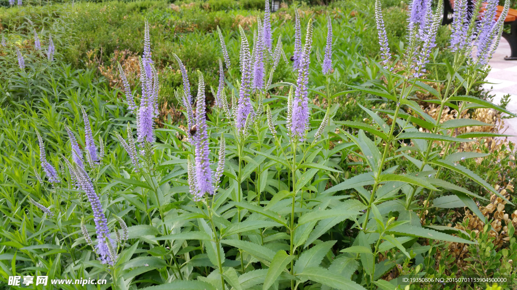 园林里紫色的花