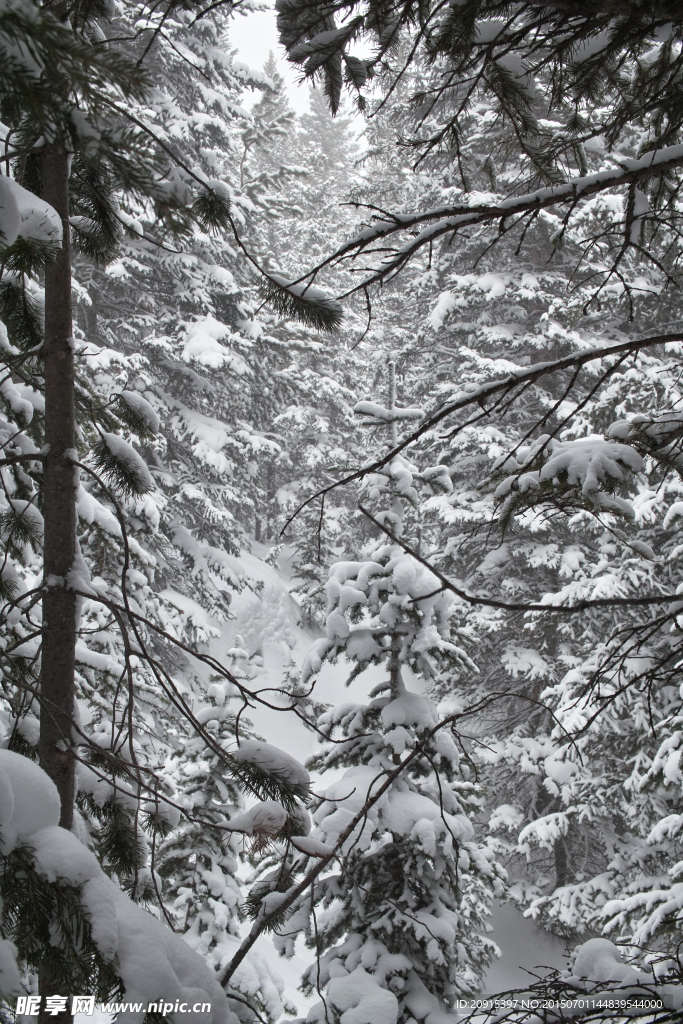 雪树 雾松