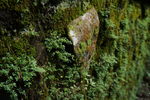 台湾阿里山森林公园苔藓