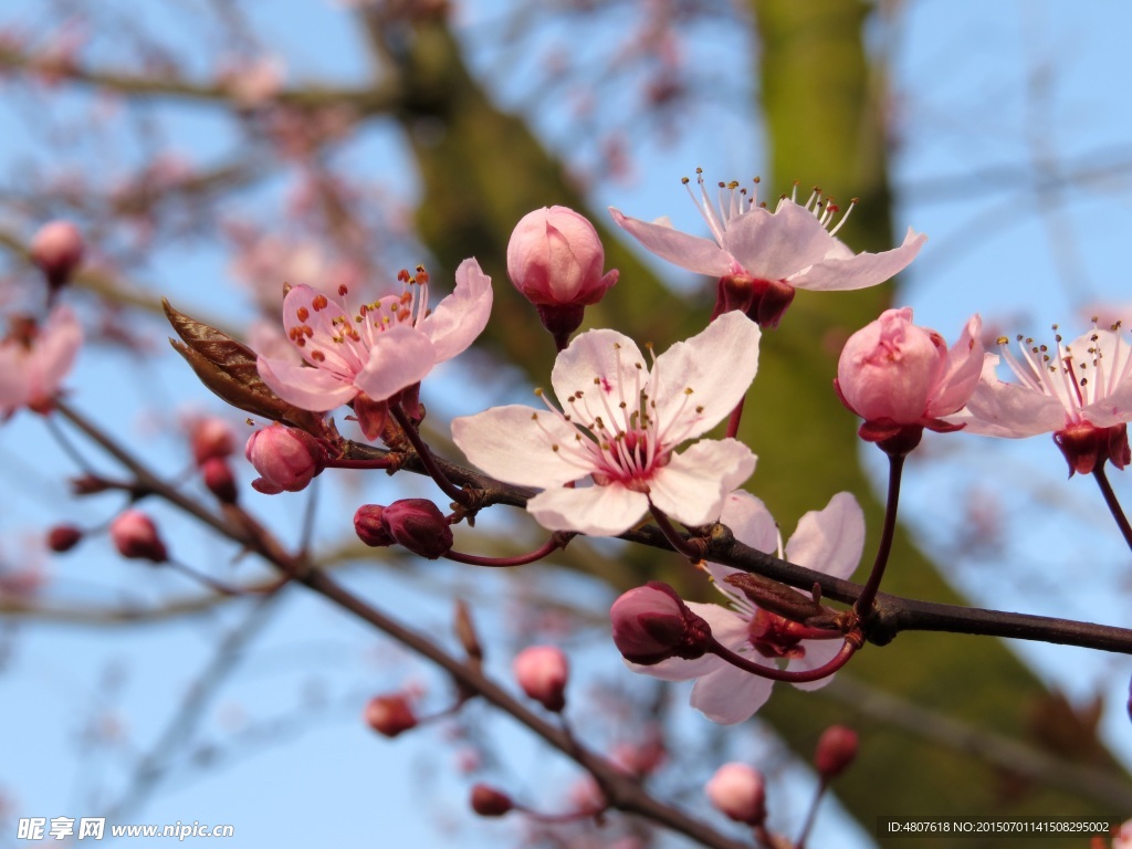 桃花
