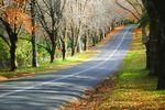林荫公路