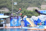 海豚表演