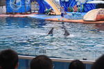 海洋动物表演