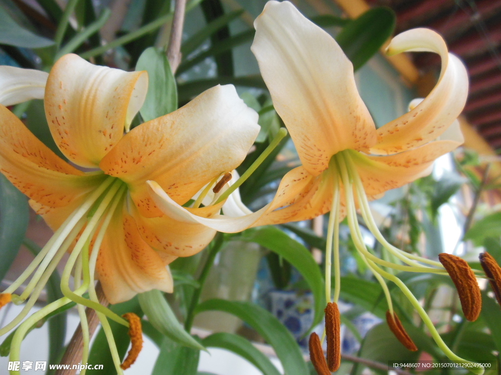 百合花