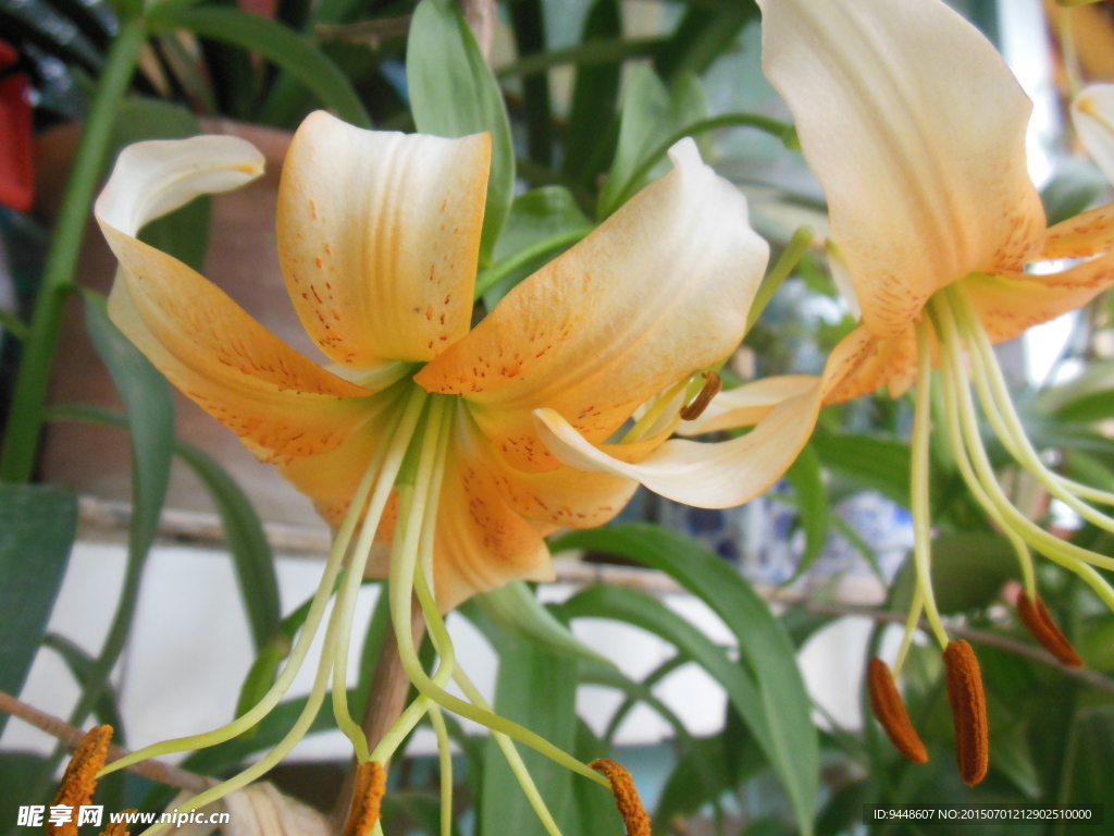 百合花