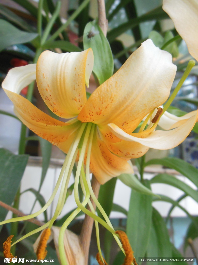 百合花