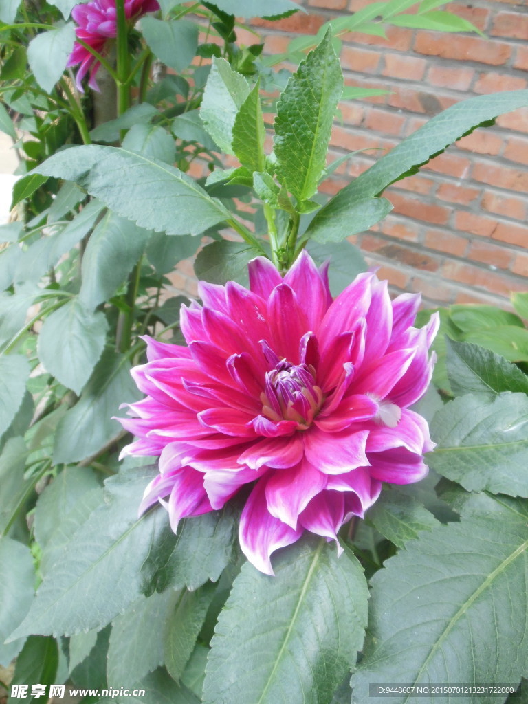 大丽菊