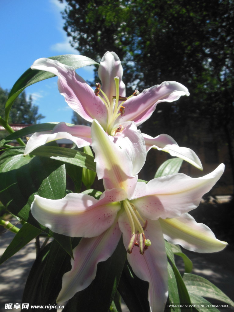 百合花