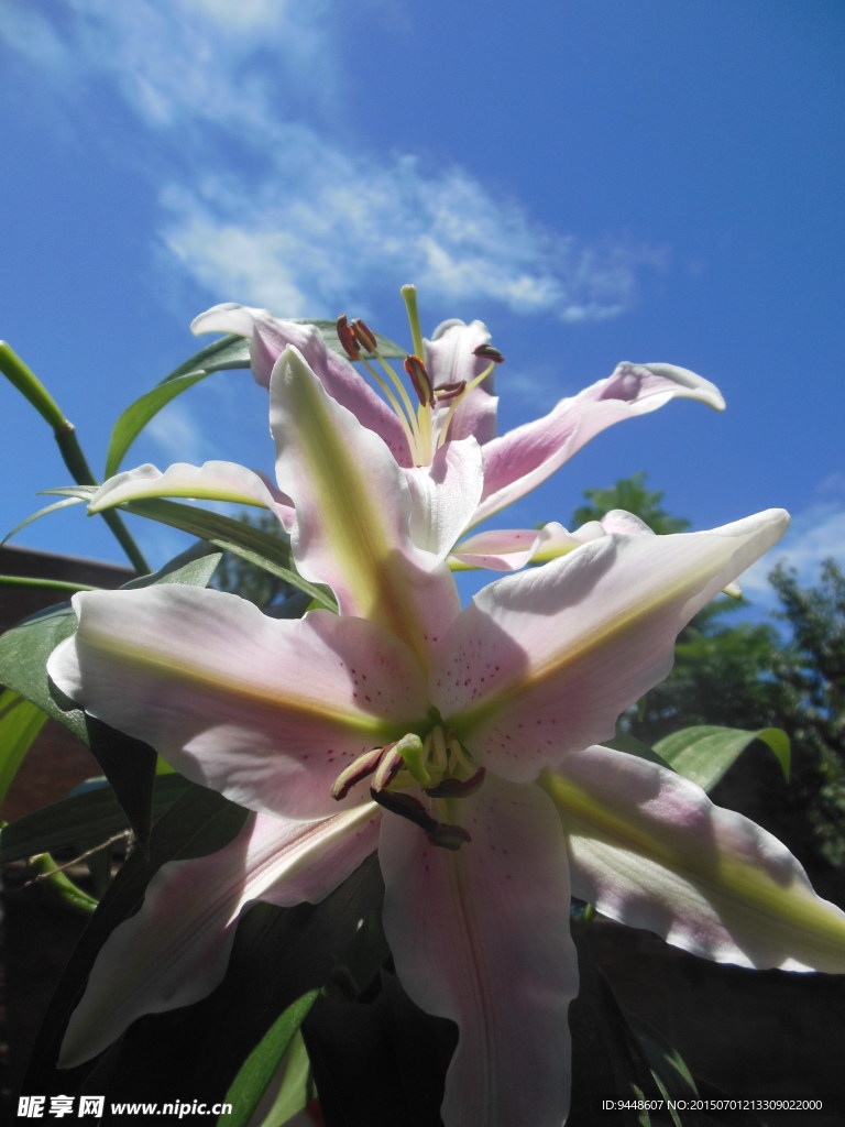 百合花