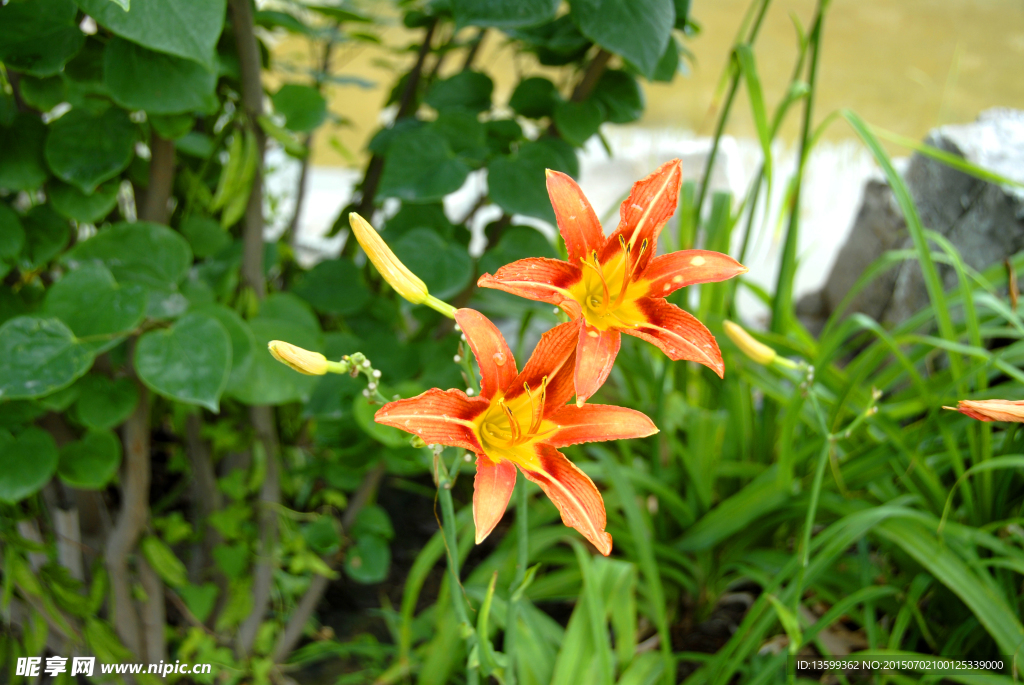百合花