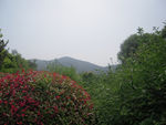 绿色风景