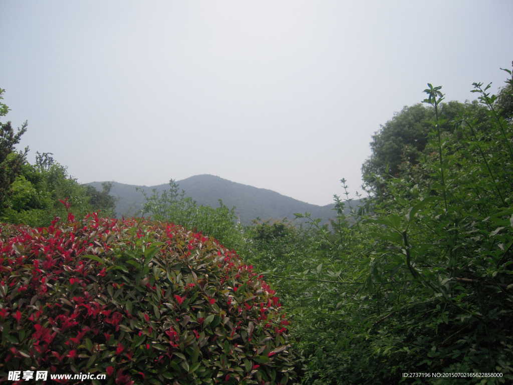 绿色风景