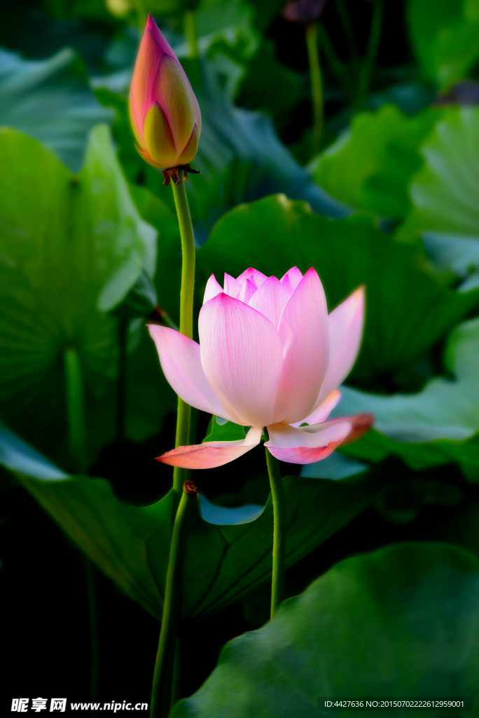 荷花