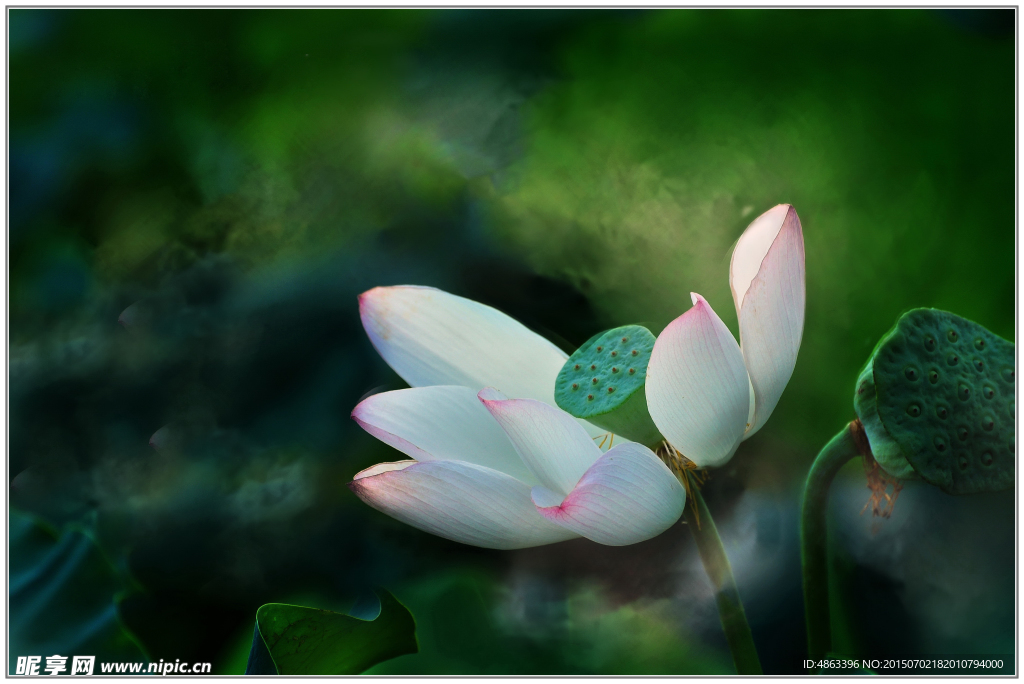 高清荷花摄影作品