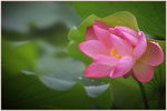 高清荷花摄影作品