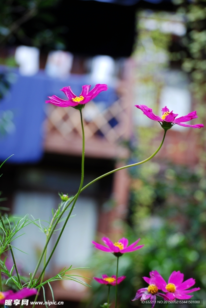 格桑花开