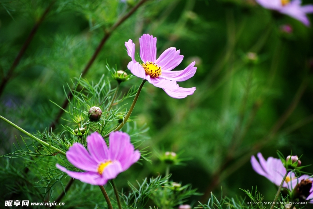 格桑花开