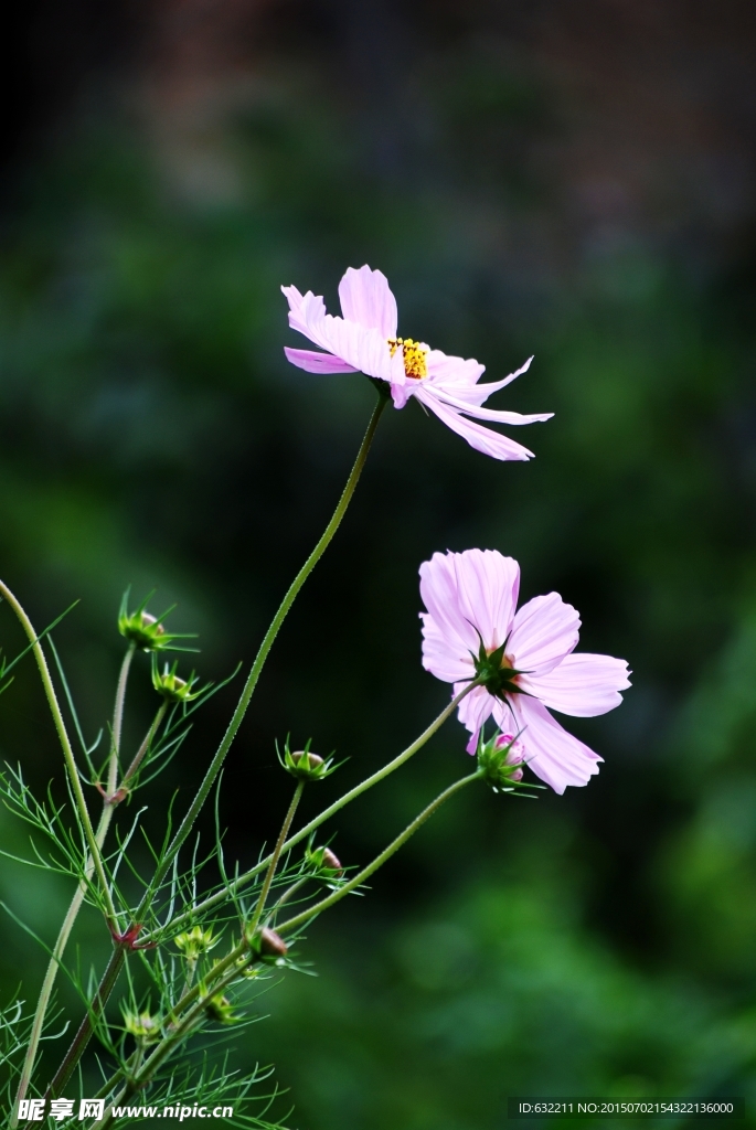 格桑花开