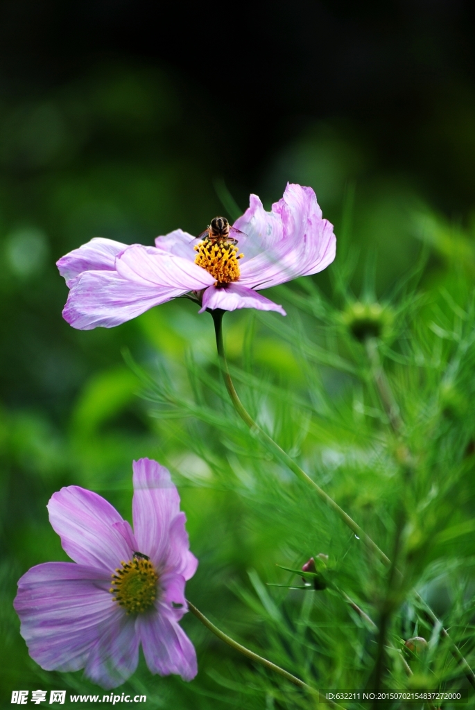 格桑花开