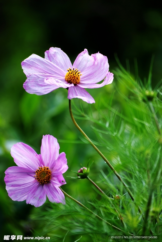 格桑花开