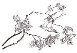 花与鸟