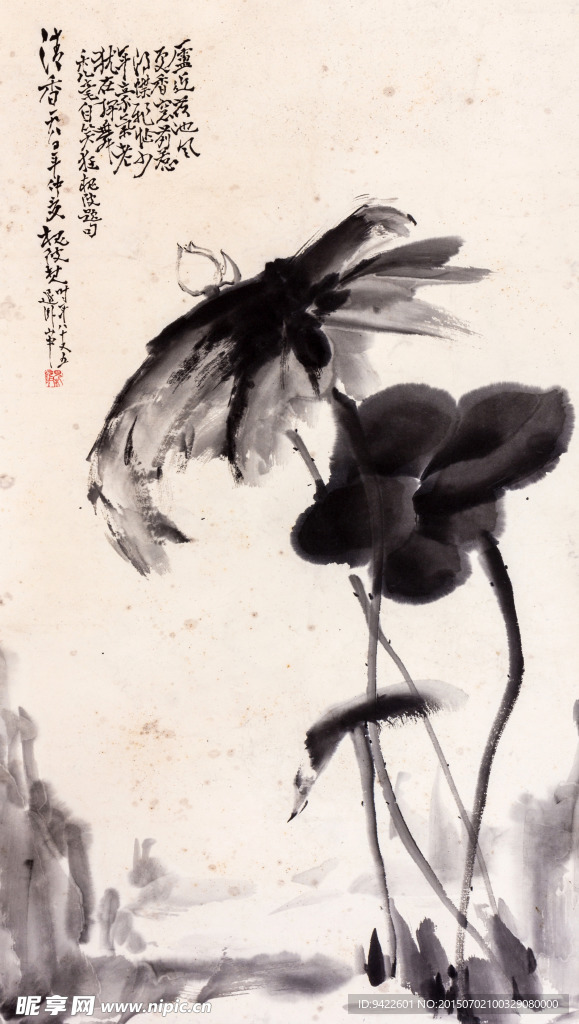 荷花图