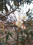 樱桃花