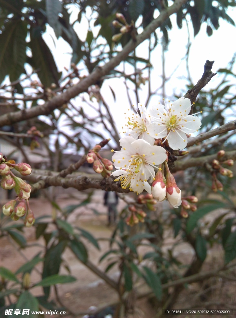 樱桃花