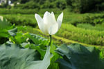 冰清玉洁的莲花