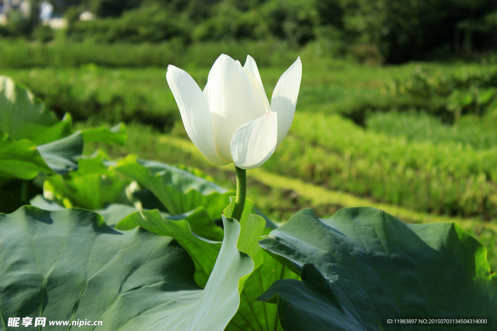 冰清玉洁的莲花