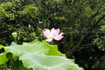 莲花自高洁