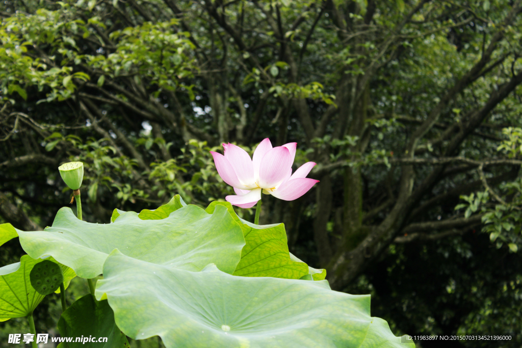 莲花自高洁