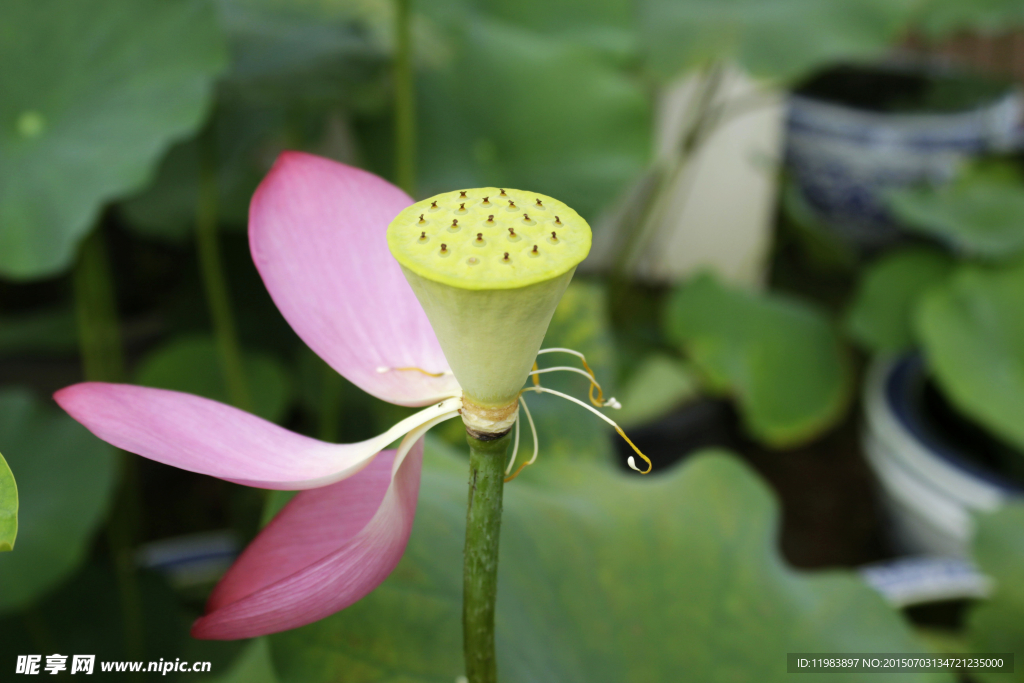 莲蓬花瓣