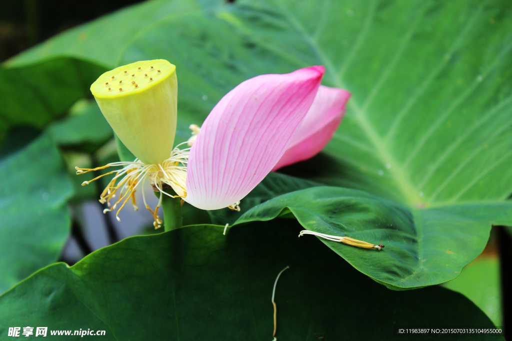 莲蓬花瓣俏