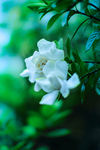 栀子花