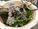 小清新盆景植物