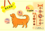 宠物美容