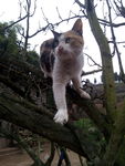 家猫