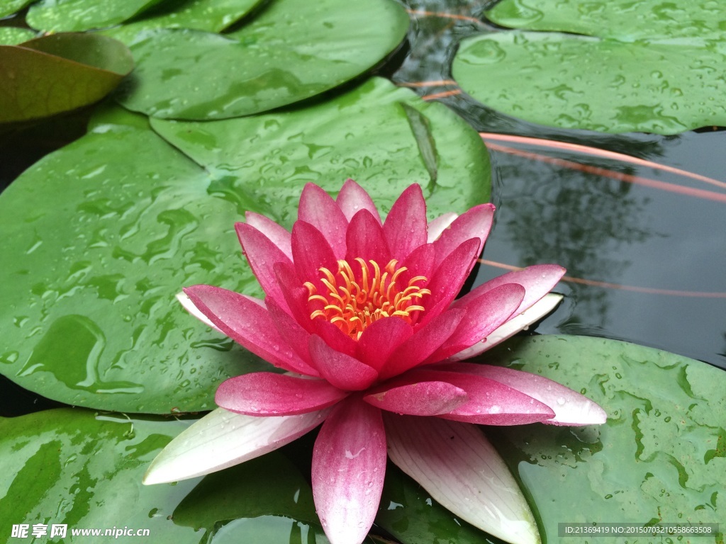荷花