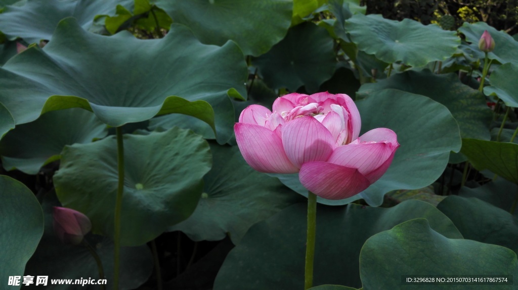 荷