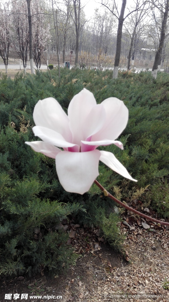 白花