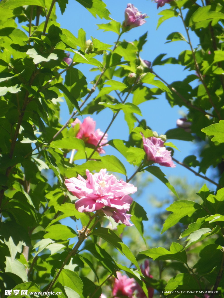 木槿花