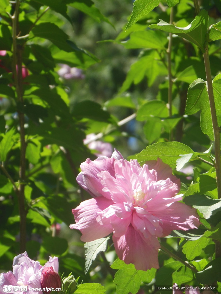 木槿花