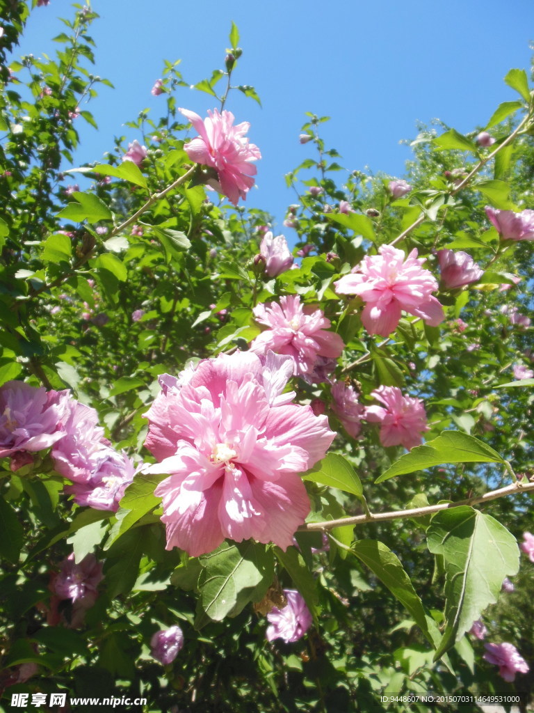木槿花