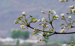 桐花