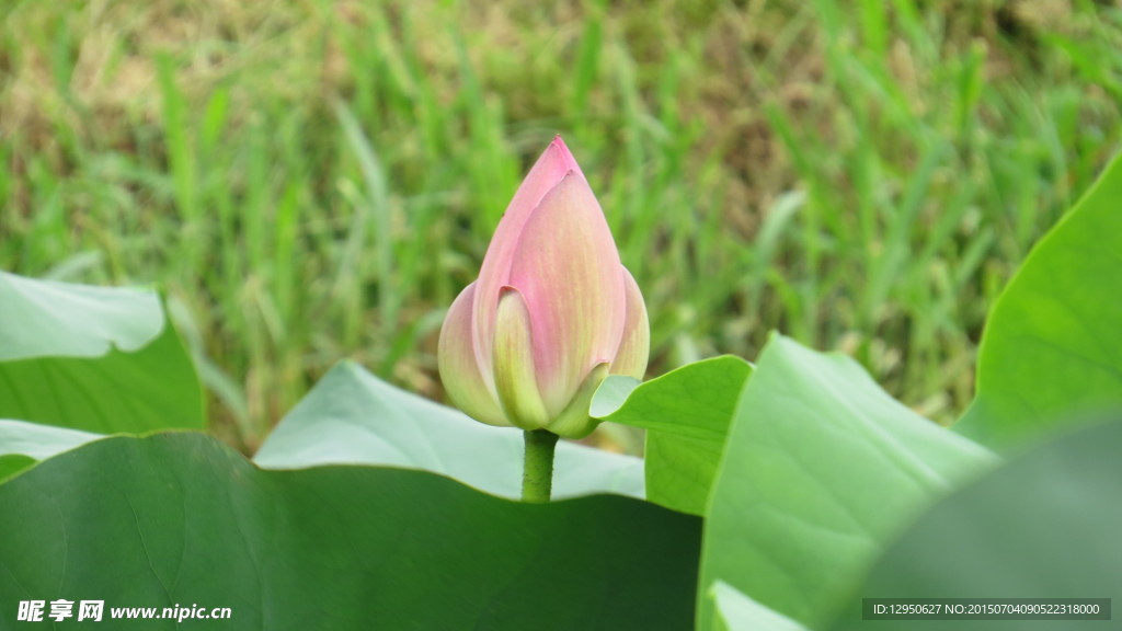 荷花苞